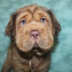 Mini Hippo Dog Appearance and Traits